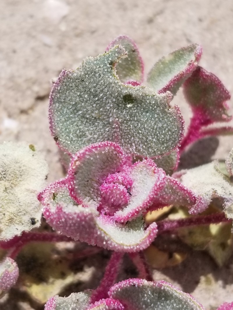 Sack Saltbush photo 5