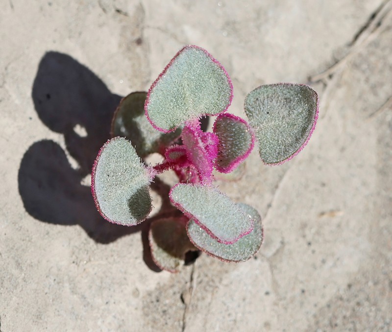 Sack Saltbush photo 6