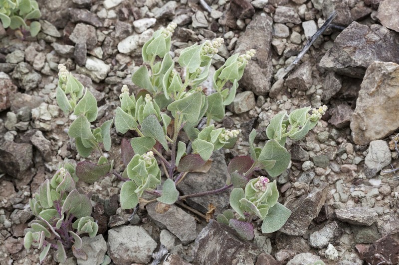 Sack Saltbush photo 7