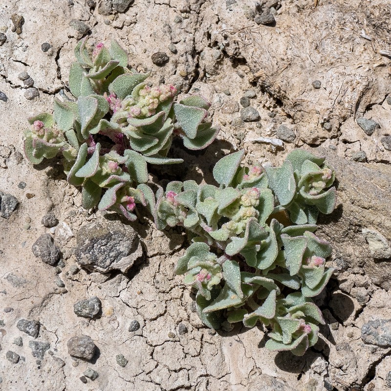Sack Saltbush photo 8