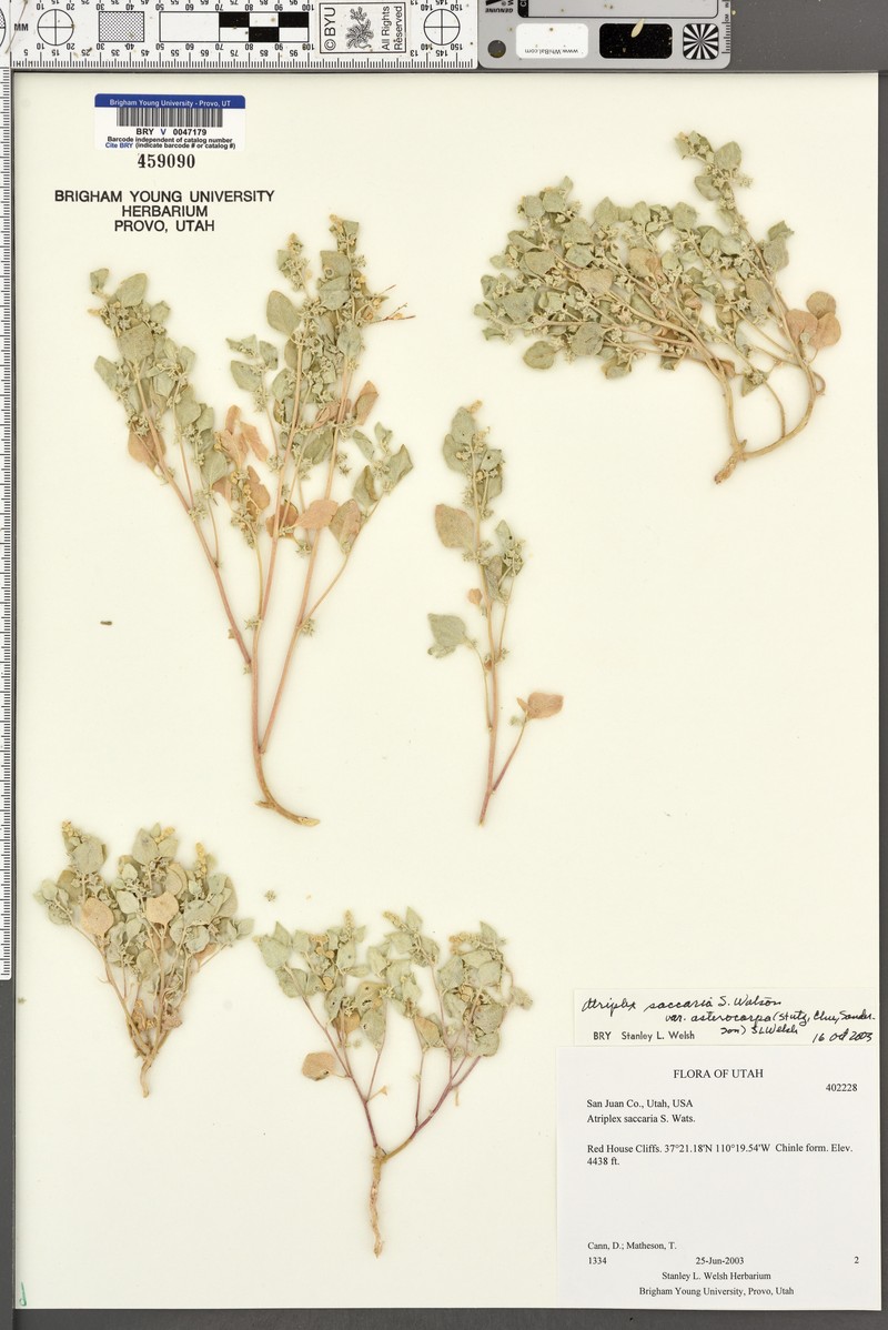 Chinle Saltbush