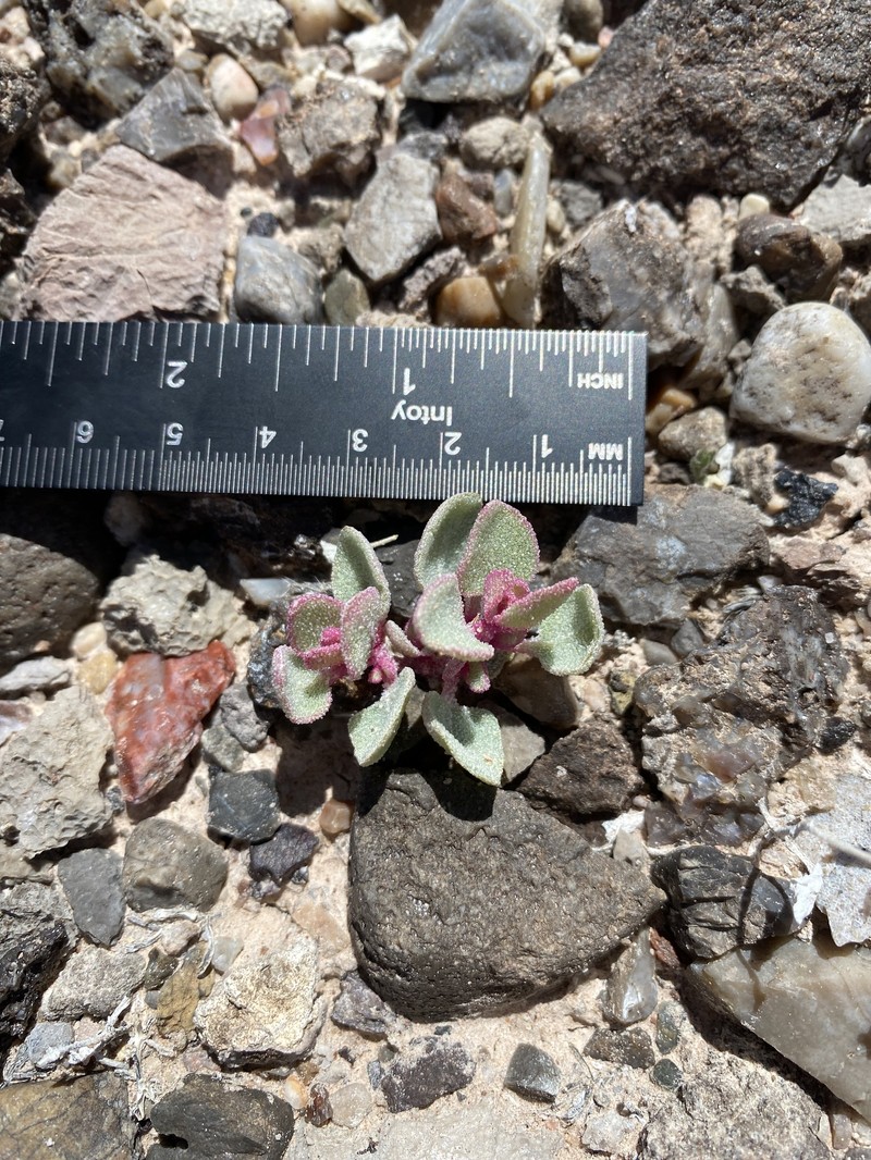 Atriplex saccaria var. cornuta