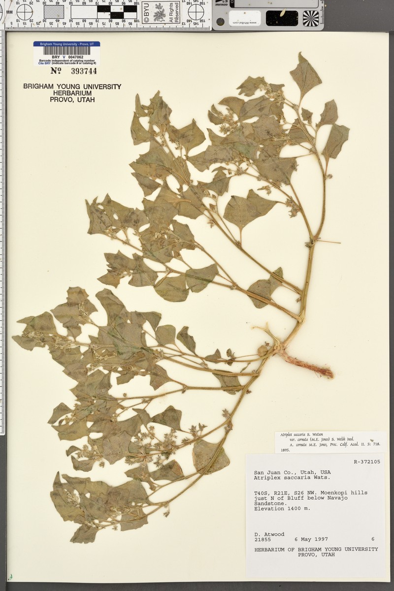 Atriplex saccaria var. cornuta photo 2