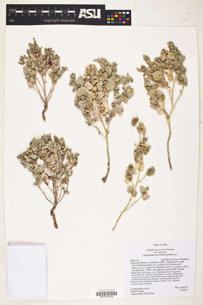 Atriplex saccaria var. saccaria