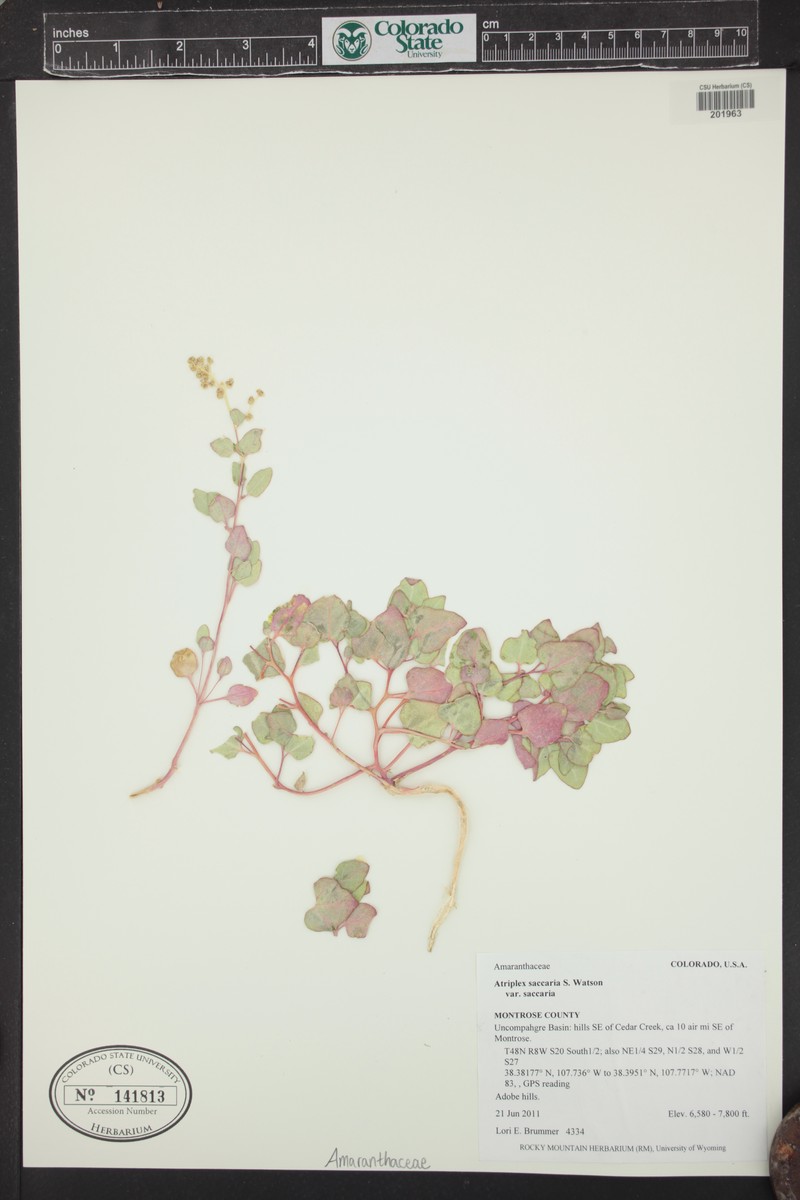 Atriplex saccaria var. saccaria photo 2