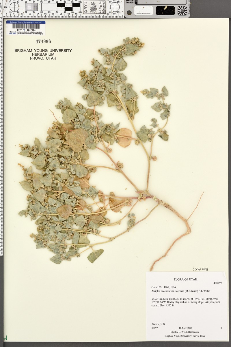 Atriplex saccaria var. saccaria