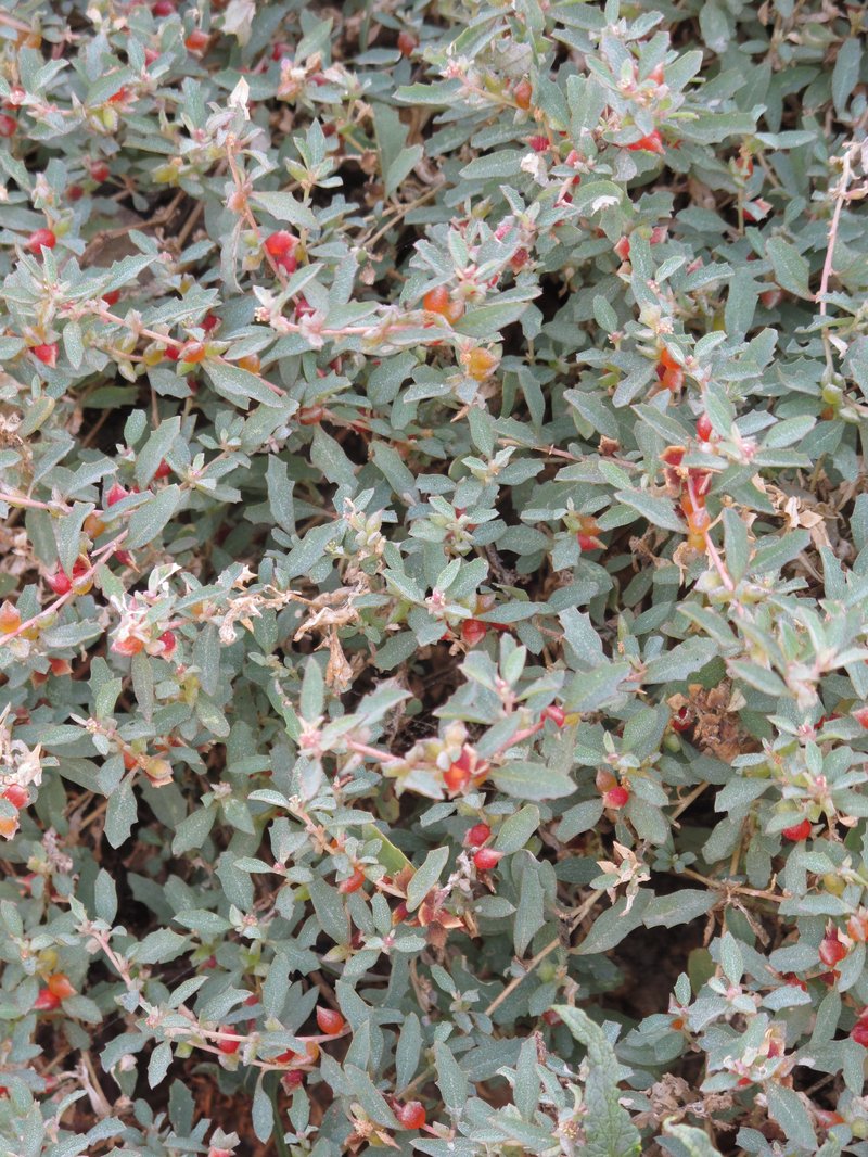 Australian Saltbush photo 4