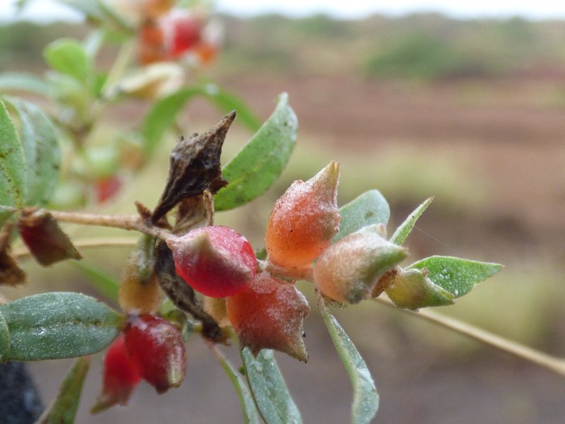 Australian Saltbush photo 6