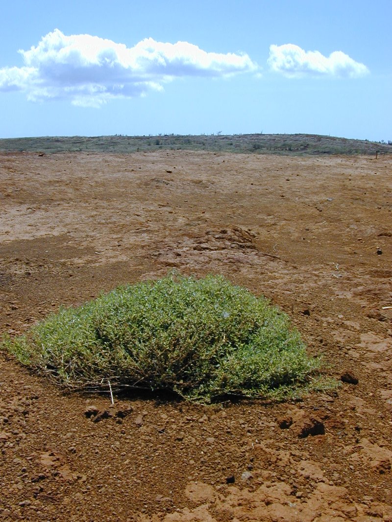 Australian Saltbush photo 7