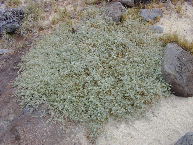 Australian Saltbush