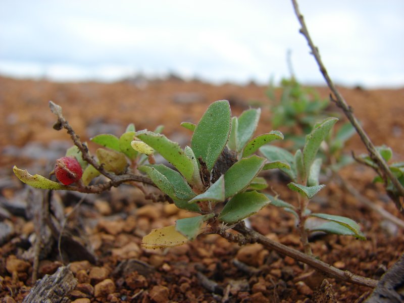 Australian Saltbush photo 8