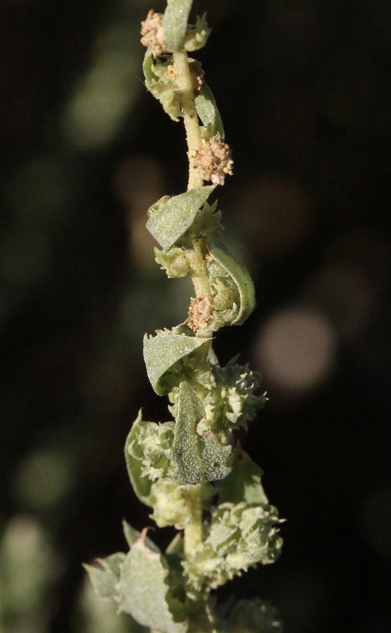 Bractscale photo 7