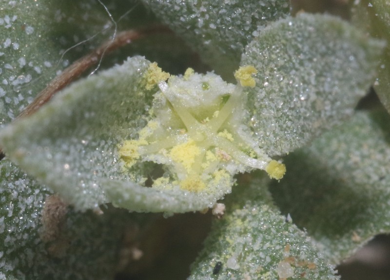 Atriplex serenana var. davidsonii photo 2
