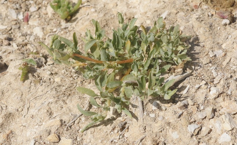 Atriplex serenana var. davidsonii photo 5