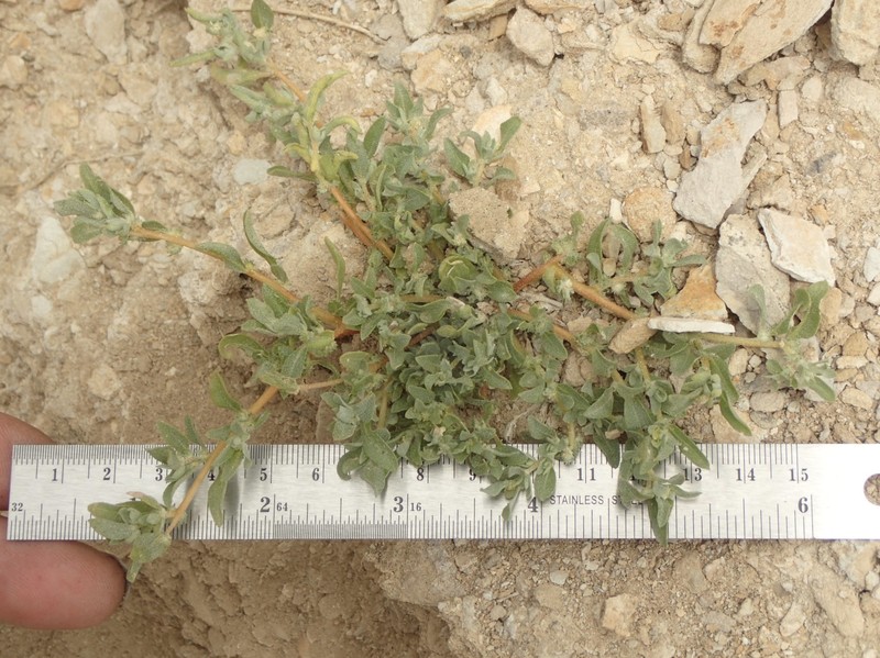 Atriplex serenana var. davidsonii photo 6