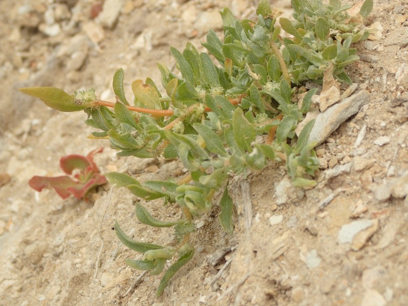 Atriplex serenana var. davidsonii photo 7