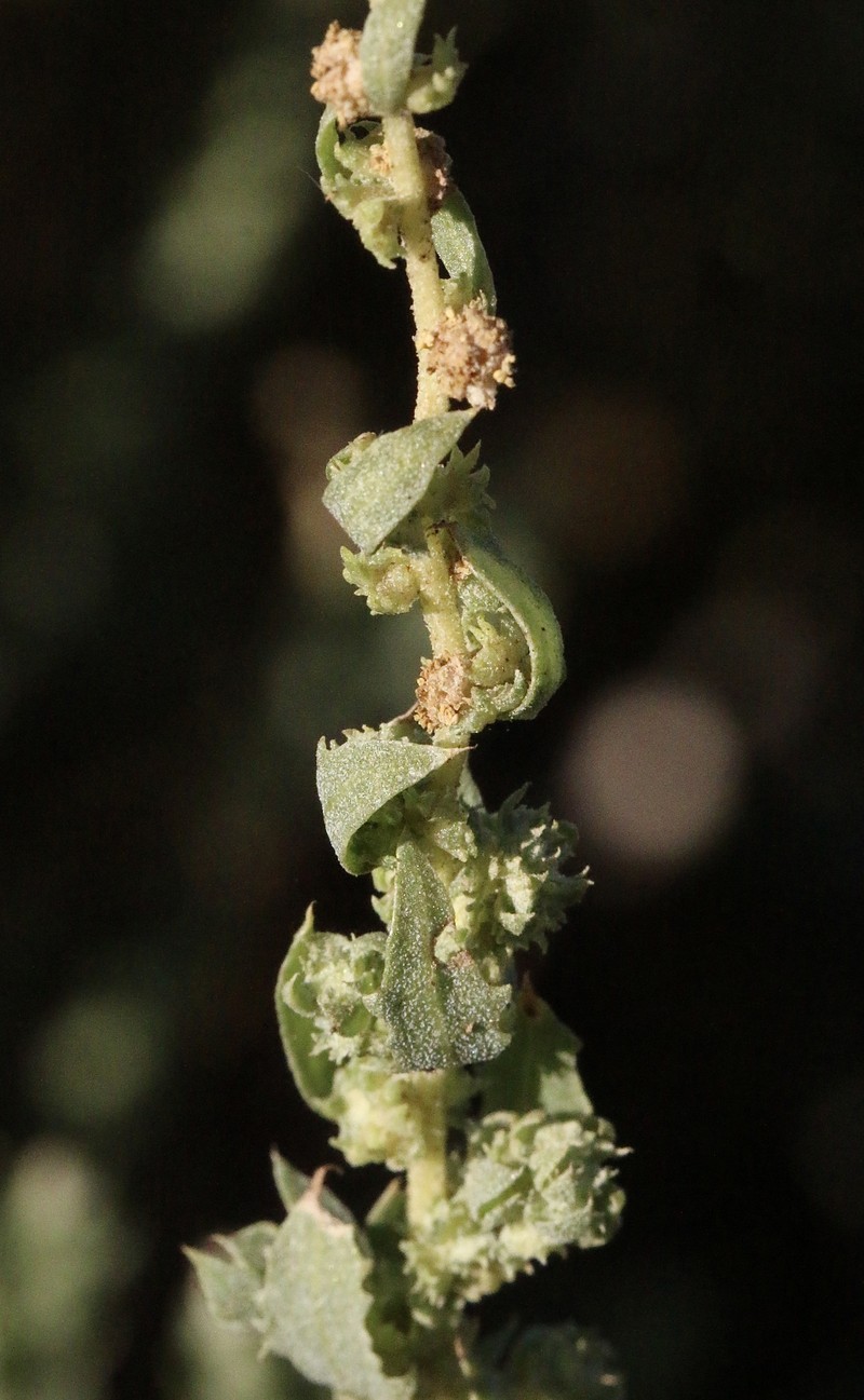 Atriplex serenana var. serenana
