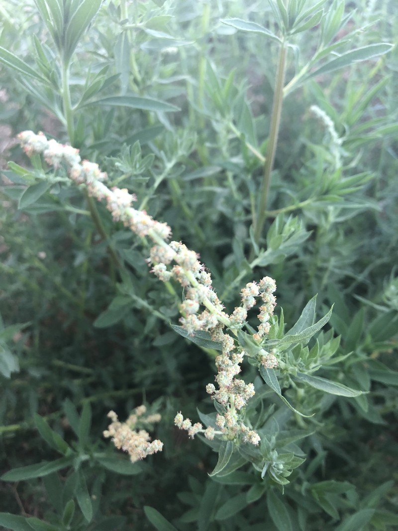 Atriplex serenana var. serenana photo 2