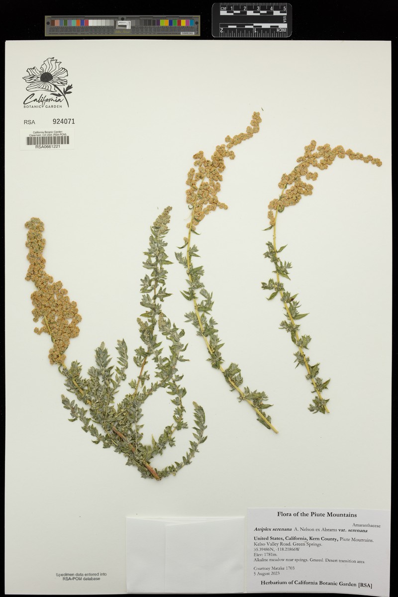 Atriplex serenana var. serenana photo 3