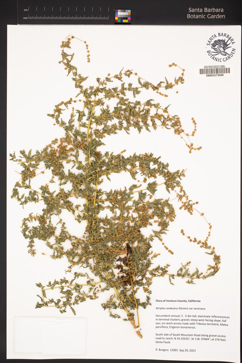 Atriplex serenana var. serenana photo 4