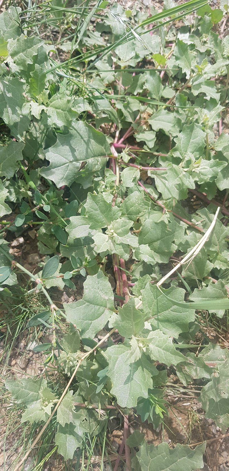 Siberian Saltbush photo 4
