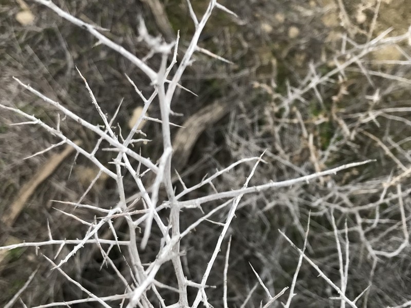 Spinescale Saltbush