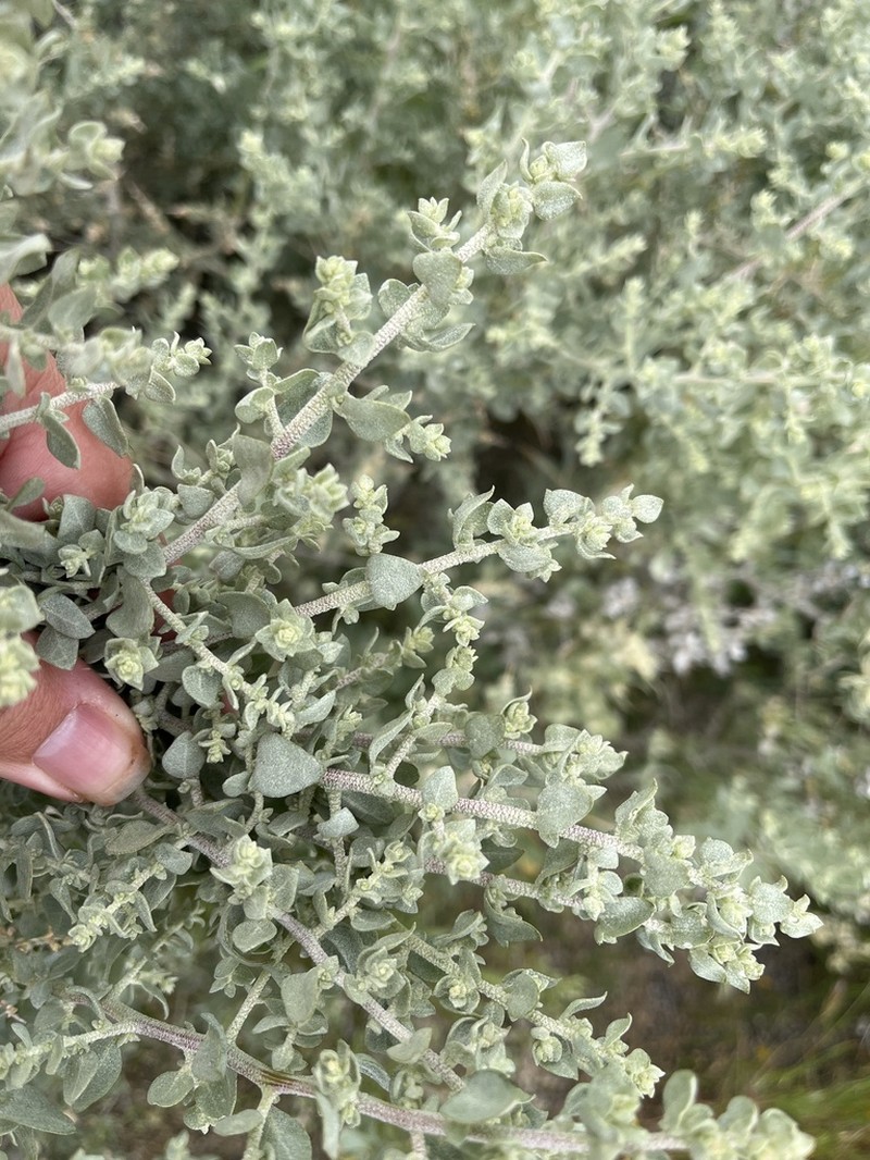 Spinescale Saltbush photo 2