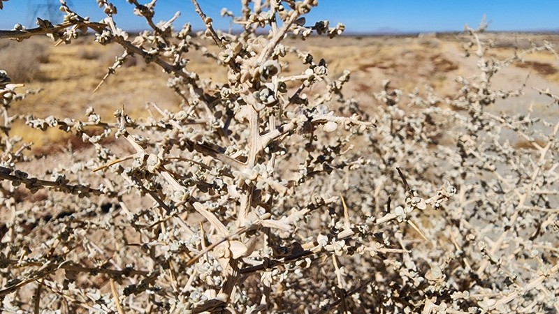 Spinescale Saltbush photo 3