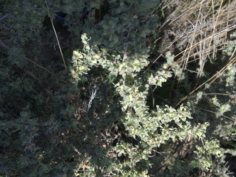 Spinescale Saltbush photo 4