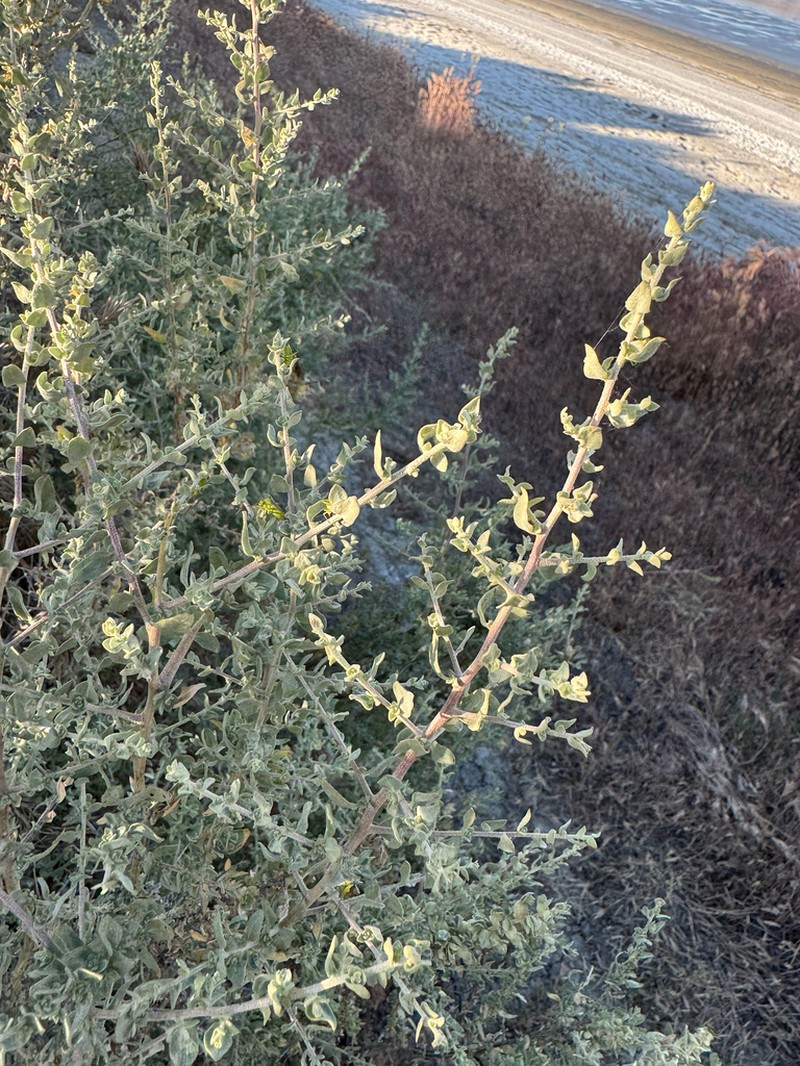 Spinescale Saltbush photo 5