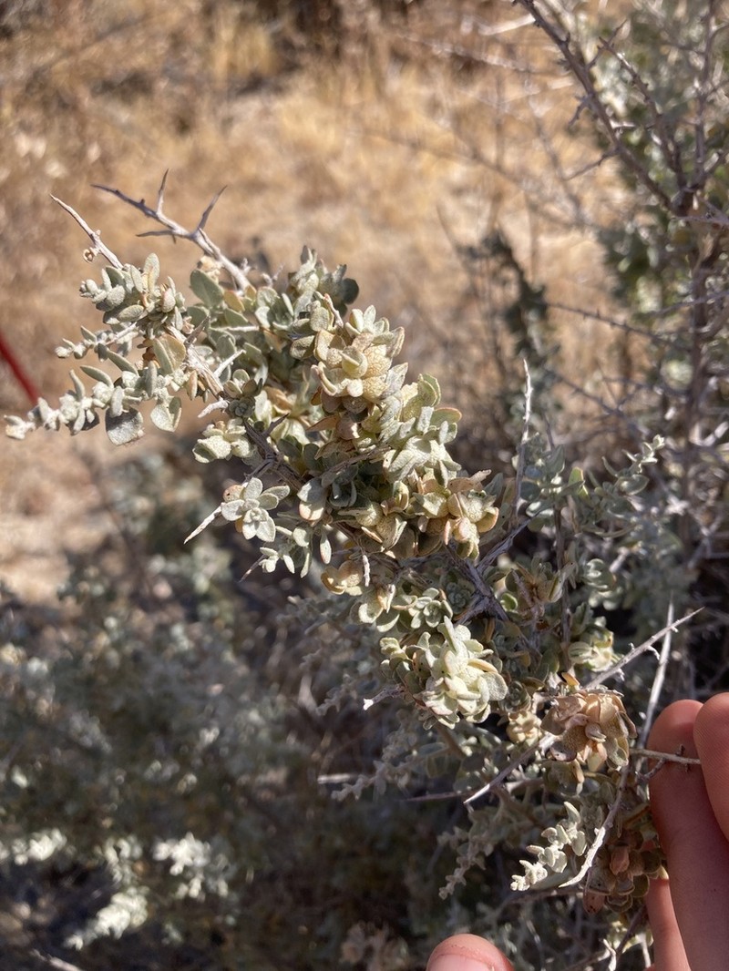 Spinescale Saltbush photo 6