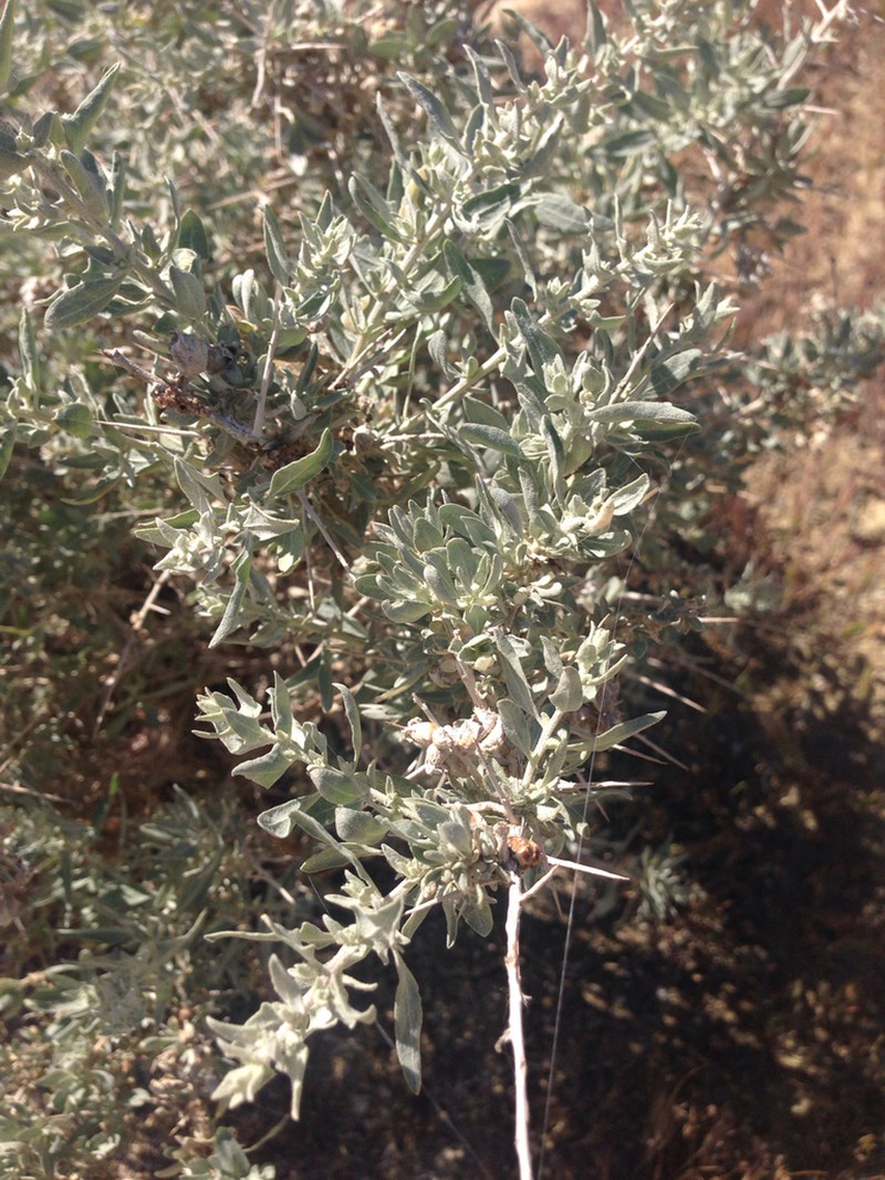 Spinescale Saltbush photo 7
