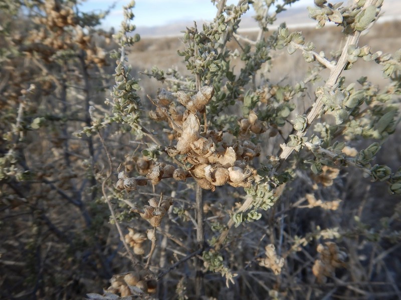 Spinescale Saltbush photo 8