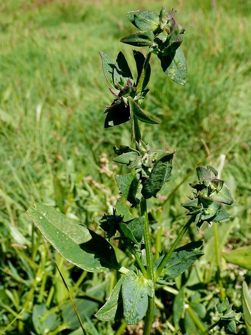 Mallee Saltbush photo 3