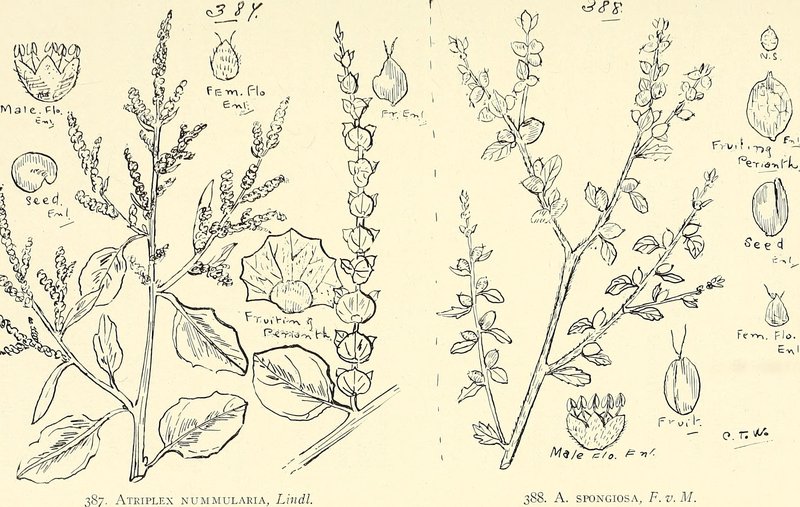 Mallee Saltbush photo 4