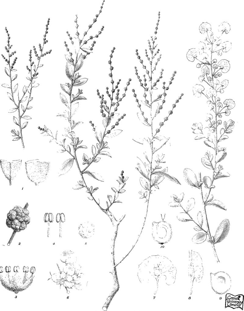 Mallee Saltbush