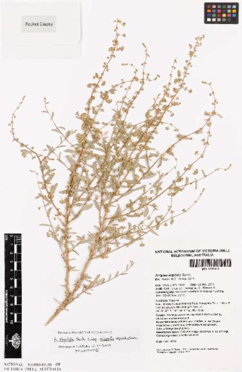Atriplex stipitata subsp. miscella