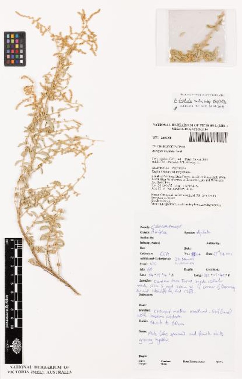 Atriplex stipitata subsp. stipitata