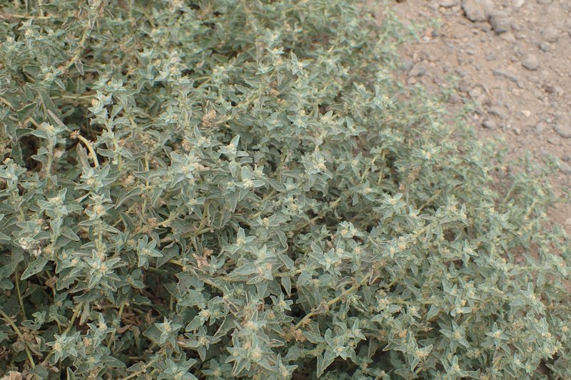 Peregrine Saltbush photo 3