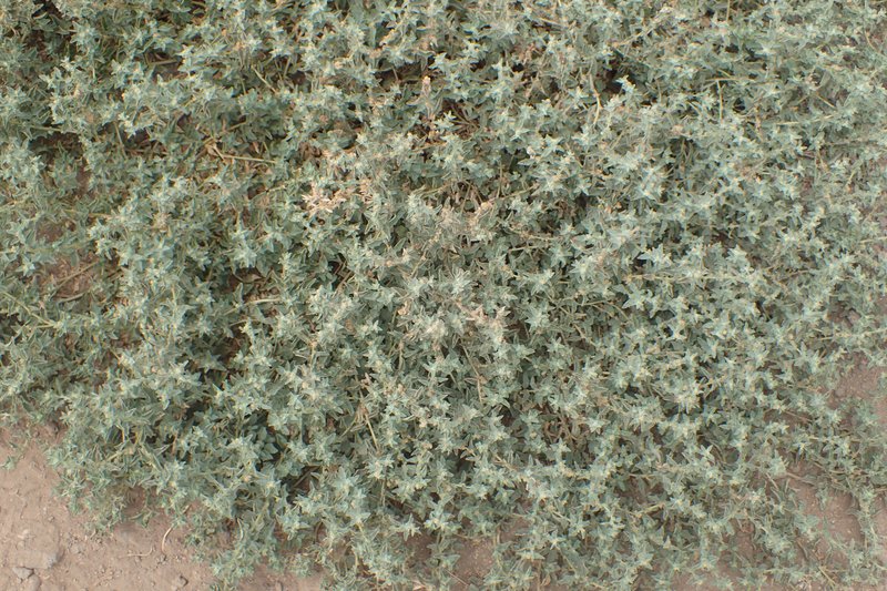 Peregrine Saltbush photo 4