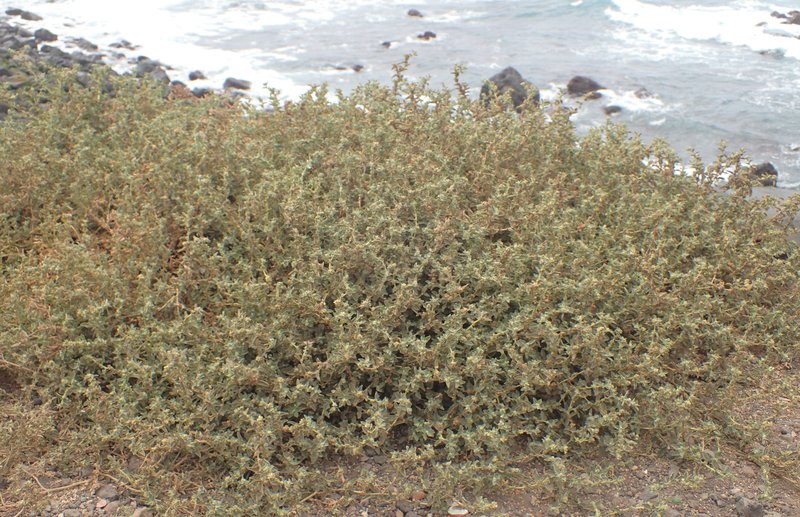 Peregrine Saltbush photo 5