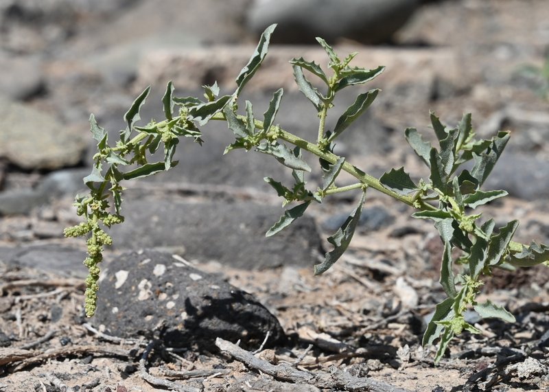 Peregrine Saltbush photo 6