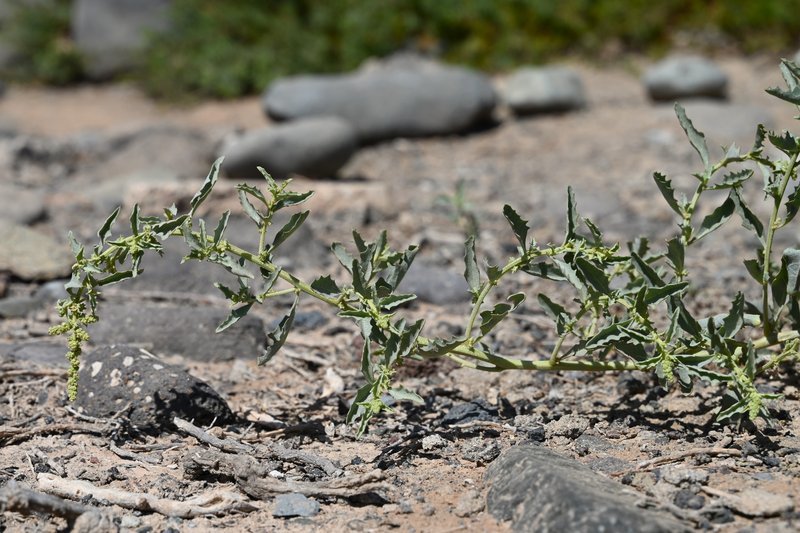 Peregrine Saltbush photo 7
