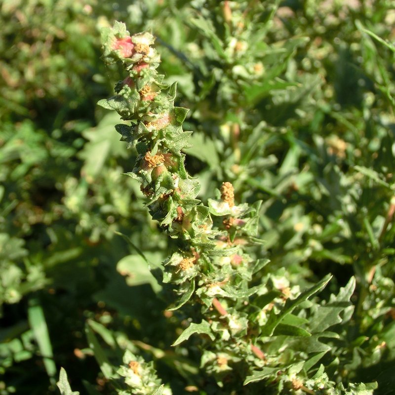 Tatarian Orache photo 7