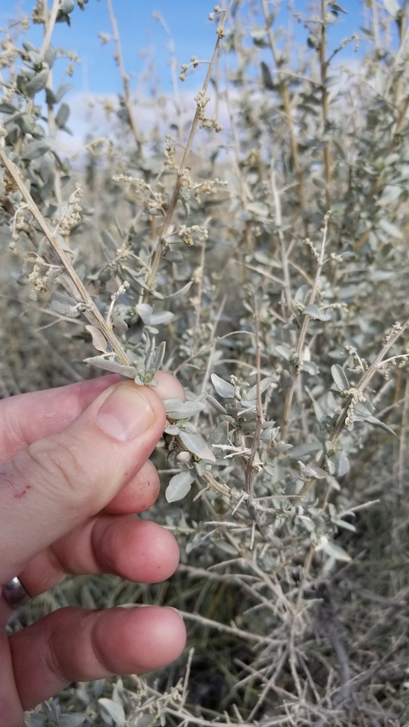 Torrey's Saltbush