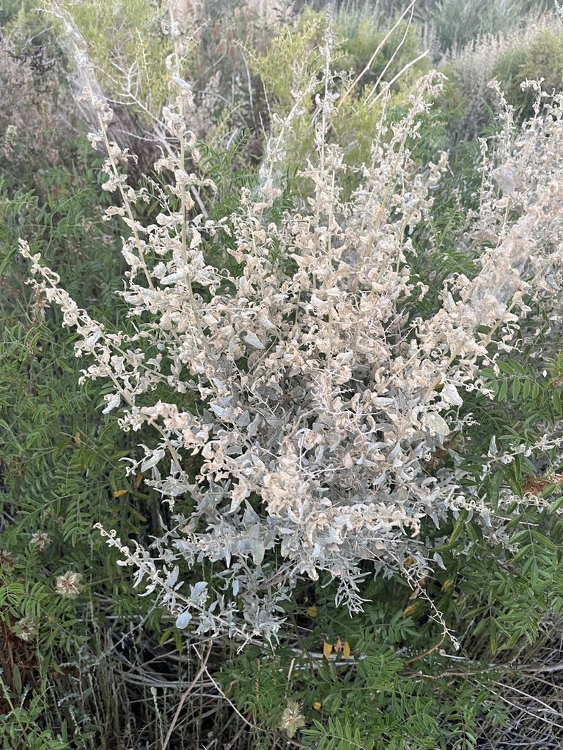 Torrey's Saltbush photo 2