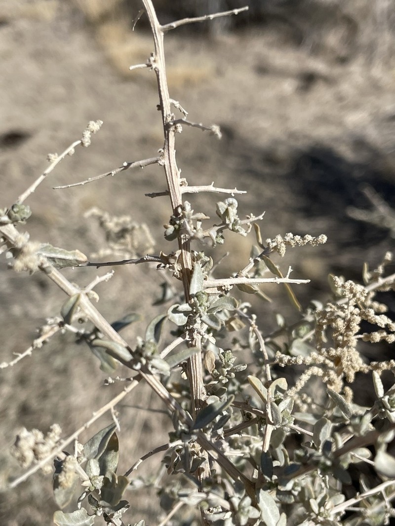 Torrey's Saltbush photo 3