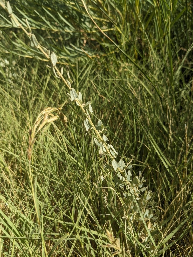 Torrey's Saltbush photo 4