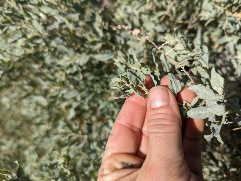 Torrey's Saltbush photo 5