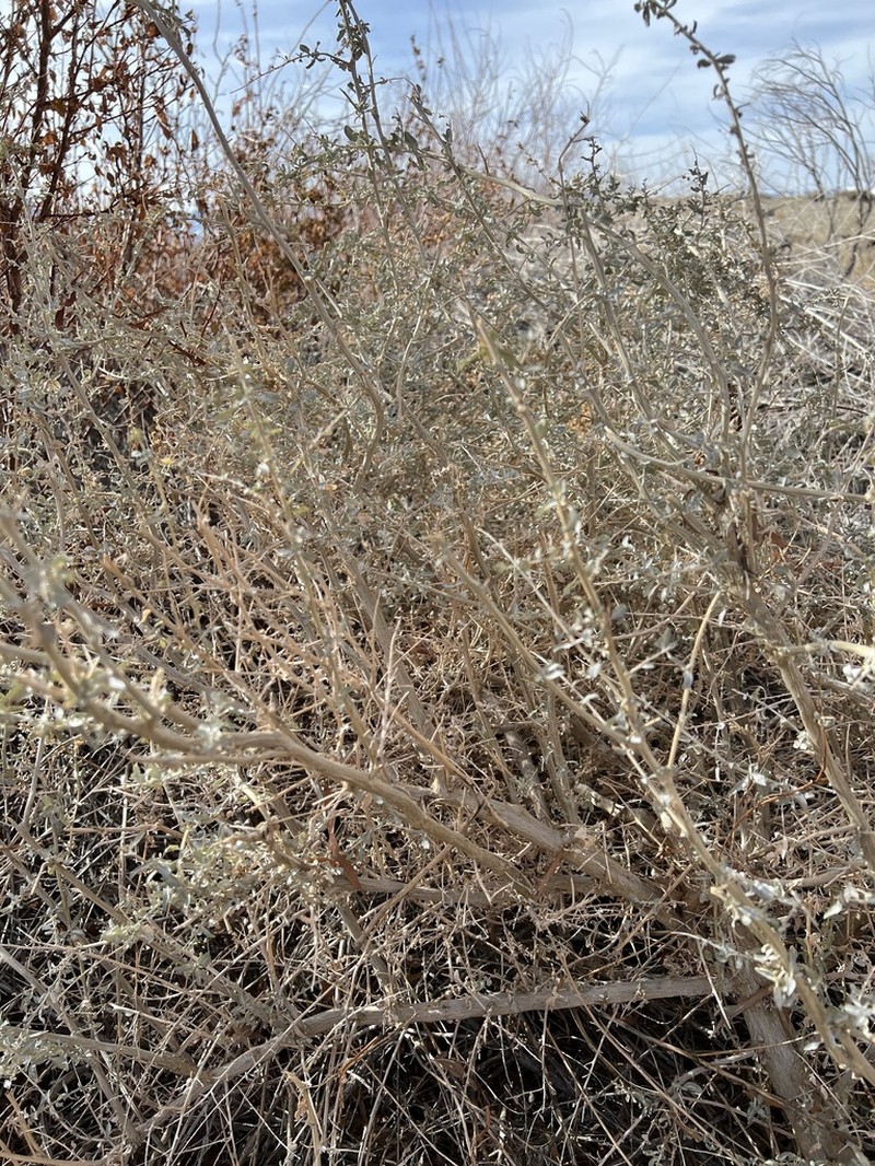 Torrey's Saltbush photo 6